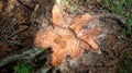 Tree Stump Cut Down in Forest Royalty Free Stock Photo