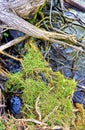 Detailed view of a tree trunk on a lake shore with green grass Royalty Free Stock Photo