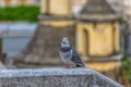 Detailed view of urban dove on Belvedere wall Royalty Free Stock Photo