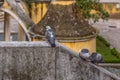 Detailed view of urban doves on Belvedere wall Royalty Free Stock Photo