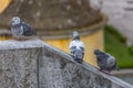 Detailed view of urban doves on Belvedere wall