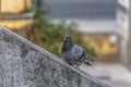 Detailed view of urban doves on Belvedere wall