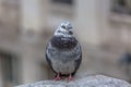 Detailed view of urban doves on Belvedere wall