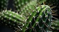 A Detailed View of a Vibrant Green Cactus Plant