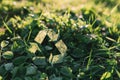 Close Up of Green Grass With Recyclable Symbol. Generative AI Royalty Free Stock Photo