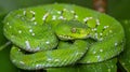 Detailed view of a vibrant green snake slithering through the lush jungle foliage