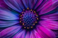 Close Up of a Purple and Blue Flower Royalty Free Stock Photo