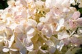 Detailed view of white hydrangea bloom with delicate petals Royalty Free Stock Photo