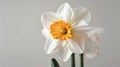 Detailed view of a white and yellow narcissus flower Royalty Free Stock Photo