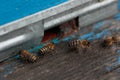 detailed view of working bees in a bee hive. Wooden beehive and bees. bees flying back in hive Royalty Free Stock Photo