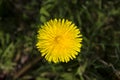 Detailed view of yellow dandelion flower with blurred leaves in the grass Royalty Free Stock Photo