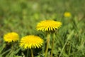 Detailed view of yellow dandelion flower with blurred leaves in the grass Royalty Free Stock Photo