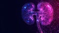 Detailed visual comparison showcases structure and condition of healthy kidney versus diseased kidney equipped