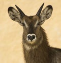 Detailed Water buck portrait. Royalty Free Stock Photo