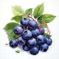 A detailed watercolor botanical illustration of a cluster of blueberries by AI generated