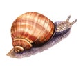 Detailed watercolor illustration of burgundy snail