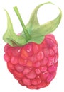 Detailed watercolor illustration of one raspberry close-up. A botanical element