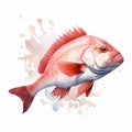 Detailed Watercolor Illustration Of A Red Snapper Fish