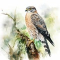 Detailed Watercolor Falcon Drawing In Whistlerian Style