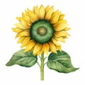 Detailed Watercolor Sunflower Drawing With Realistic Color Schemes