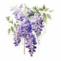 Detailed Watercolor Wisteria Bouquet On White Background