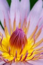 Detailed Waterlily Royalty Free Stock Photo
