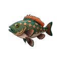 Detailed Webbed Grouper Illustration Featuring Bright Colors Royalty Free Stock Photo