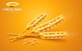 Detailed wheat ears, oats or barley isolated on a yellow background. Natural ingredient element. Healthy food or Royalty Free Stock Photo