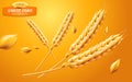 Detailed wheat ears, oats or barley isolated on a yellow background. Natural ingredient element. Healthy food or