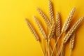 Detailed wheat, oats, barley isolated on a vibrant yellow canvas