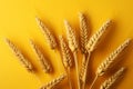 Detailed wheat, oats, barley isolated on a vibrant yellow canvas