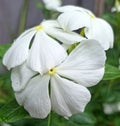 Detailed white periwinkle flower