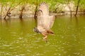 Detailed wild Eagle Owl, the bird of prey flies with spread wings over a green lake. Looking for prey in the water Royalty Free Stock Photo