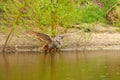 Detailed wild Eagle Owl, the bird of prey flies with spread wings over a green lake. Looking for prey in the water Royalty Free Stock Photo