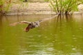 Detailed wild Eagle Owl, the bird of prey flies with spread wings over a green lake. Looking for prey in the water. Sandy beach Royalty Free Stock Photo