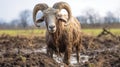 Detailed Wildlife: Sheep Standing In Muddy Field Royalty Free Stock Photo
