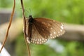 Detailed wonderful snapshot of butterfly dwarf crow or small brown crow clinging to the stalk of a tropical plant