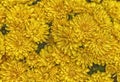 Detailed yellow daisy flowers in filled frame format Royalty Free Stock Photo