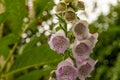 Pink foxgloves in detail in spring