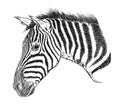 Detailed Zebra Face Vector Illustration - Handmade