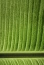 Detailes of green banana leaf in nature,color toned Royalty Free Stock Photo
