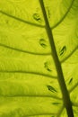 Detailes of leaves Colocasia gigantea Royalty Free Stock Photo