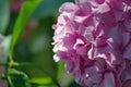 Detailk of a pink hydrangea in full bloom in a Corfu garden Royalty Free Stock Photo