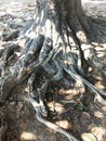 Details of above ground roots of a old big tree in the forest. Royalty Free Stock Photo