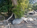 Details of above ground roots of a old big tree in the forest. Royalty Free Stock Photo