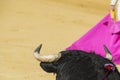 Details of animal abuse in Spanish bullfights