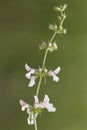 Blooiming twig of an annual yellow woundwort flower Royalty Free Stock Photo