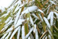 Details of bamboo leaves in winter Royalty Free Stock Photo