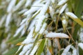 Details of bamboo leaves in winter Royalty Free Stock Photo