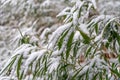 Details of bamboo leaves in winter with snow Royalty Free Stock Photo